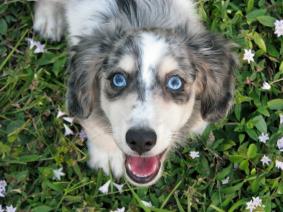 blue dachshund long hair